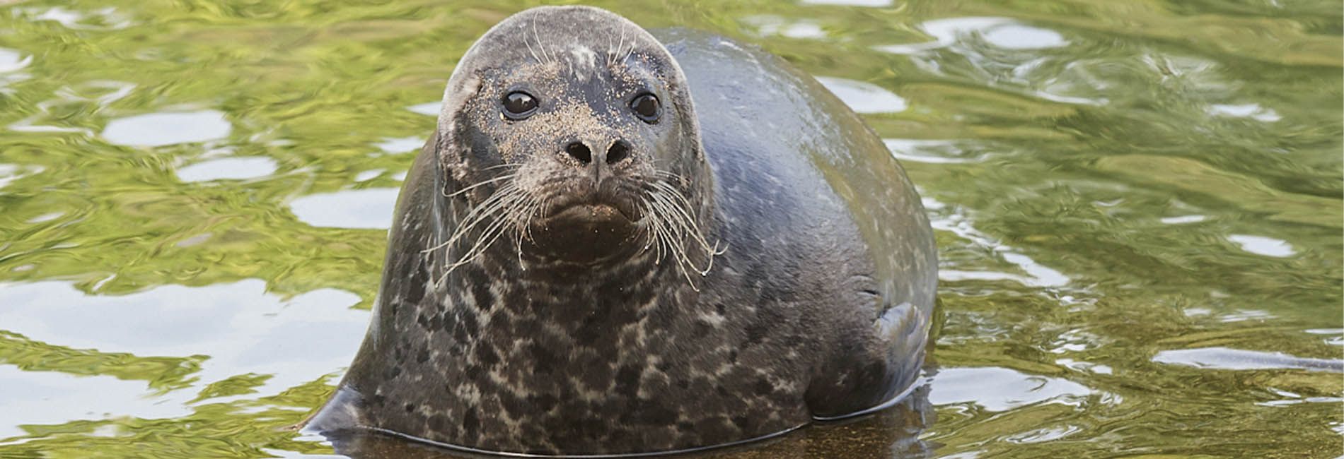 Educational Activity Of Seals And Sea Lions Auvergne Rhone Alpes Zoological Park In France Animals And Shows