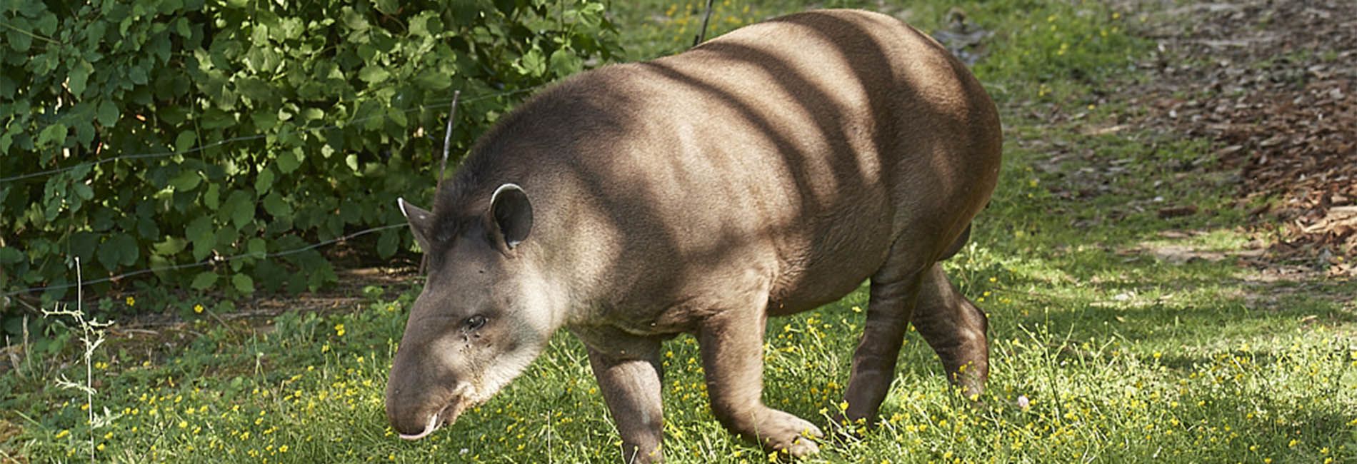 Tapir Parc Animalier In France In Auvergne Rhone Alpes Le