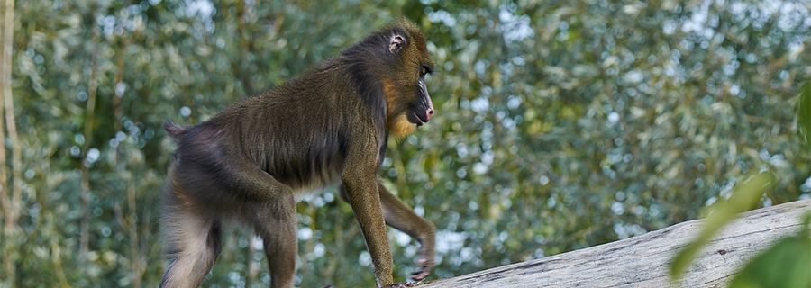 Mandrill Parc Animalier In France In Auvergne Rhone Alpes Le Pal Primates From Africa Mandrill Parc Animalier In France In Auvergne Rhone Alpes Le Pal Primates From Africa