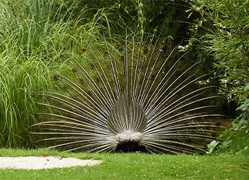 Blue Peafowl Parc Animalier In France In Auvergne Rhone Alpes Le Pal Galliformes From Asia