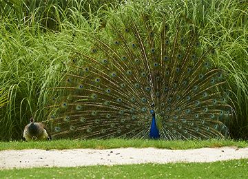 Blue Peafowl Parc Animalier In France In Auvergne Rhone Alpes Le Pal Galliformes From Asia