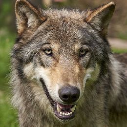 North Western Wolf Parc Animalier In France In Auvergne Rhone Alpes Le Pal Carnivora From America North Western Wolf Parc Animalier In France In Auvergne Rhone Alpes Le Pal Carnivora From America