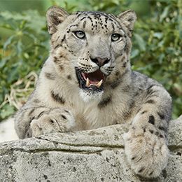 Snow Leopard Parc Animalier In France In Auvergne Rhone Alpes Le Pal Carnivora From Asia