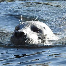 Educational Activity Of Seals And Sea Lions Auvergne Rhone Alpes Zoological Park In France Animals And Shows