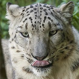 Snow Leopard Parc Animalier In France In Auvergne Rhone Alpes Le Pal Carnivora From Asia
