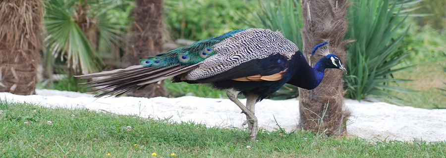 Blue Peafowl Parc Animalier In France In Auvergne Rhone Alpes Le Pal Galliformes From Asia