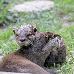 Oriental Small Clawed Otter Parc Animalier In France In Auvergne Rhone Alpes Le Pal Carnivora From Asia