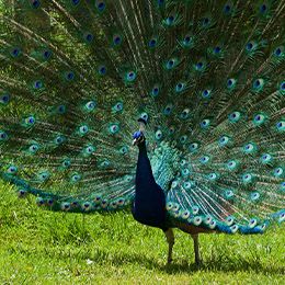 Blue Peafowl Parc Animalier In France In Auvergne Rhone Alpes Le Pal Galliformes From Asia