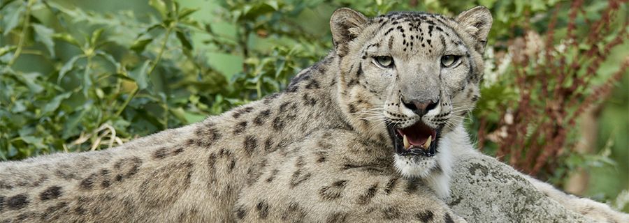 Snow Leopard Parc Animalier In France In Auvergne Rhone Alpes Le Pal Carnivora From Asia