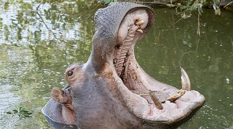 Animals Of The Zoo Le Pal France Animals Of The Zoological