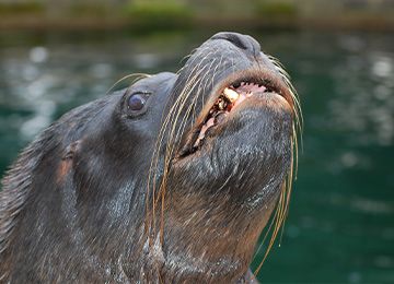 South American Sea Lion Parc Animalier In France In Auvergne Rhone Alpes Le Pal Carnivores From America