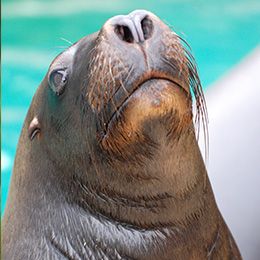 South American Sea Lion Parc Animalier In France In Auvergne Rhone Alpes Le Pal Carnivores From America