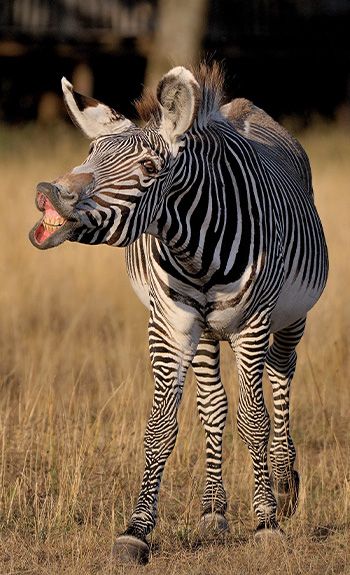 What Are The Zebra Stripes For The Pal Zoo And Amusement Park In France