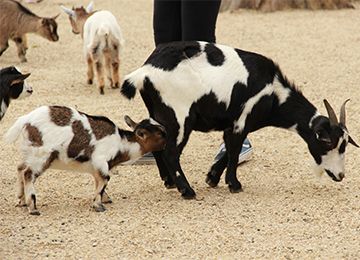 Dwarf Goat Parc Animalier In France In Auvergne Rhone Alpes Le Pal Artiodactyla From Europe