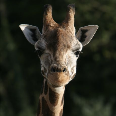Ela la girafe de Rothschild du parc animalier Le PAL