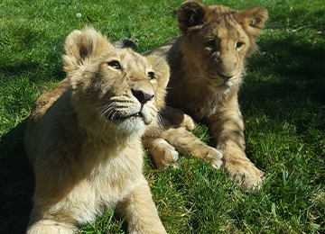 Deux lionceaux dans l'herbe au parc animalier Le PAL