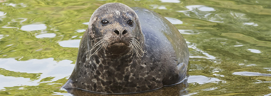 Phoque veau marin dans l'eau au parc animalier Le PAL