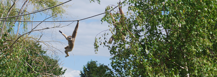Comment les gibbons se déplacent dans les arbres (vidéo)