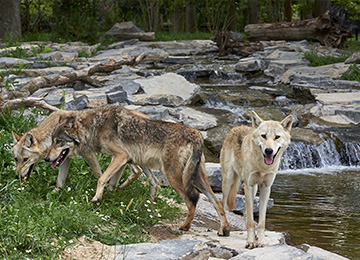 Une famille de loups au zoo Le PAL