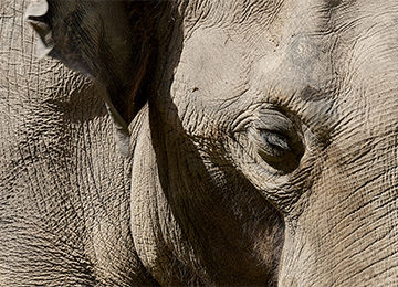 L'oeil et l'oreille d'un éléphant au zoo Le PAL