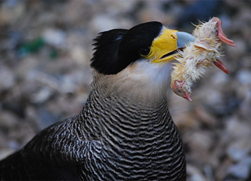 Un Caracara huppé mangeant un oiseau au parc animalier Le PAL en Auvergne