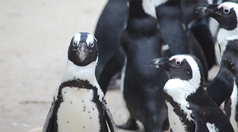 Feeding Cape Penguins