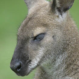 Gros plan sur la tête d'un wallaby de Bennett au zoo Le PAL dans l'Allier