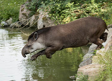 Un tapir allant dans l'eau au parc zoologique Le PAL dans l'Allier