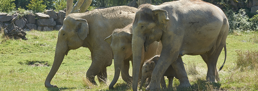 Une famille éléphant se baladant au parc animalier Le PAL