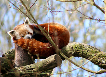 Un panda roux qui dort au zoo Le PAL