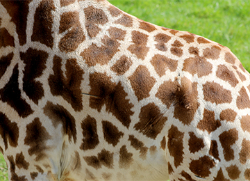 Le corps d'une girafe au zoo Le PAL