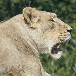 Lion d'Asie de profil au parc animalier Le PAL dans l'Allier