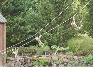 Trois gibbons à mains blanches suspendus à des cordes au dessus de l'eau au parc animalier Le PAL
