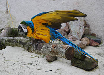 Un ara bleu sur un morceau de bois au zoo Le PAL dans l'Allier