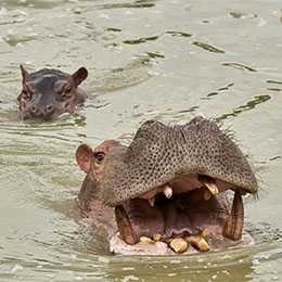 Maman hippopotame et son petit à l'heure de l'animation pédagogique du parc animalier Le PAL