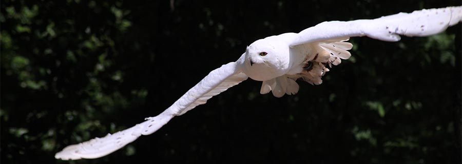 Un Harfang des neiges en plein vol au parc animalier Le PAL