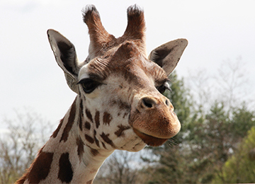 Une girafe regardant la caméra au zoo Le PAL