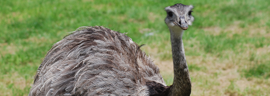 Une autruche au parc animalier Le PAL