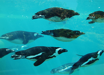 Groupe de Manchots du Cap en train de nager au parc animalier Le PAL