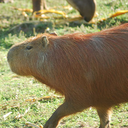 Un Capybara de profil au parc animalier Le PAL dans l'Allier