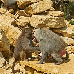 Deux Hamadryas face à face sur des rocher au zoo Le PAL