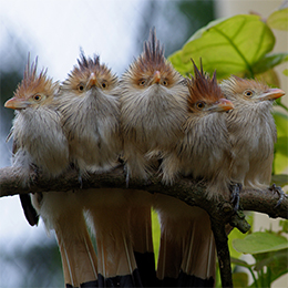 Un groupe de Guira Cantara alignés sur une branche au parc animalier Le PAL
