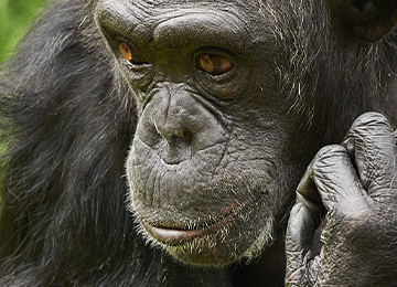 Un chimpanzé réfléchissant au zoo Le PAL