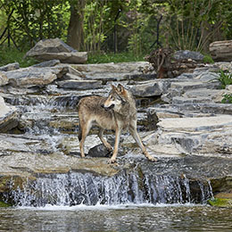 Un loup les pattes dans l'eau au parc animalier Le PAL