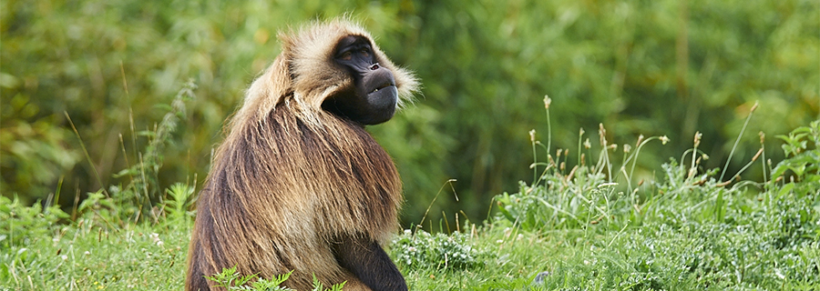 Un Gélada dans les herbes au parc animalier Le PAL