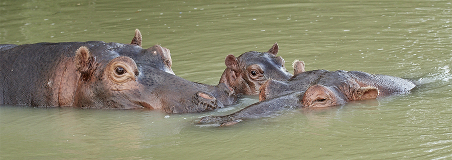 Famille d'hippopotames profitant de l'eau au parc animalier Le PAL en Auvergne