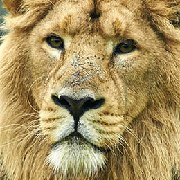 Gros plan sur la tête d'un lion d'Asie au zoo Le PAL