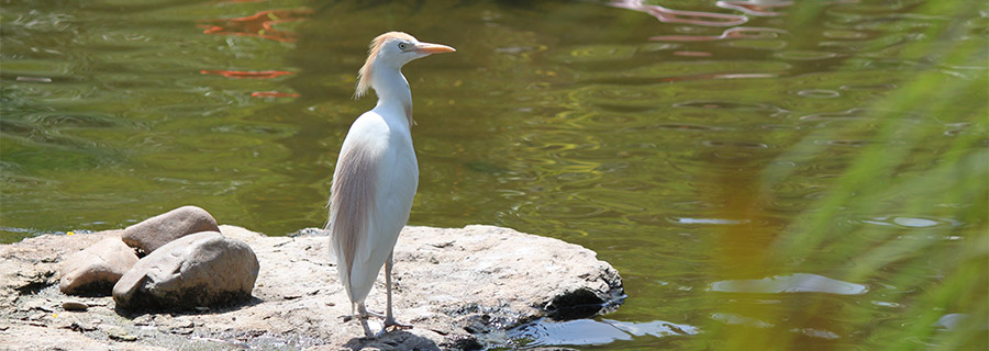 Un Héron Garde Bœuf au bord de l'eau au zoo Le PAL dans l'Allier
