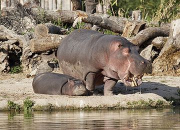 Maman hippopotame et son petit sur la berge du lac du parc animalier Le PAL