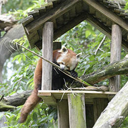 Un panda roux dans sa maison au parc animalier Le PAL